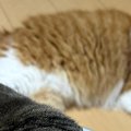 ゴミ袋に顔を突っ込んだ猫→首についていた『まさかのモノ』とは…笑ってし…
