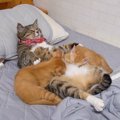 保護子猫2匹に『元ボス猫の母性』が爆発した結果…まさかすぎる『イク…