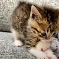 オモチャに怒りをぶつける子猫ちゃん！？これにはみんなもビックリ…