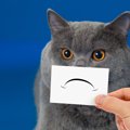 猫の心を傷つけている飼い主の『裏切り行為』4つ　すぐに見直すべき理由や…