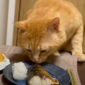 猫がサバを見たら…まるで『おっさん』みたいな反応をする様子が面白す…