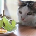 猫がひと口食べるのもNGな『危険な食材』3選　即受診したほうがいい症…