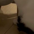飼い主お気に入りの『コースター』を運んできた猫…笑ってしまう『遊び…