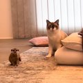 猫とミーアキャット→お互いの様子を伺ったかと思ったら…『可愛すぎる…