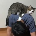 一番座り心地の良い場所を発見してしまった猫ちゃん