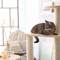 『ひとり暮らし』で猫を迎えるなら…気をつけるべき5つの注意点　日々…