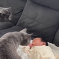 『赤ちゃんと初対面』した2匹の猫→近寄っていったと思ったら…可愛すぎる反…