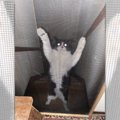 温厚だった猫が魔王の呪いにより村人を襲いに来た…風の写真が良すぎる…