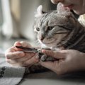 猫の爪切りには洗濯ネットを使おう！コツや注意点、おすすめ商品