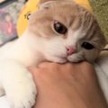 手の上に顔を乗せて『ウトウトとしていた猫』が、次の瞬間…あまりにも可愛…