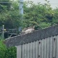 猫の鳴き声がすると思ったら、『屋根の上』に……思わず涙する『奇跡の救出…