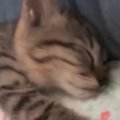 一緒の布団で眠る『生後2か月の子猫』…幸せあふれる寝姿に癒される人が続…
