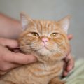 猫の『顔の汚れ』は病気のサイン？考えられる3つの病気と正しいお手入…