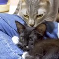 『甘え方を知らない保護子猫』が６匹の先住猫と触れ合った結果→愛情に…