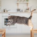 お見事にゃん！7歳の元保護猫が「幅跳び」で2.5m超のギネス最長記録を達成…