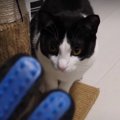 初ブラシで猫ちゃんをブラッシング！使い心地は？