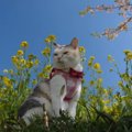 のんびり春を満喫♡菜の花畑を散策する猫ちゃん