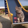 公園で初滑り台！滑らずにてくてく歩く猫ちゃん