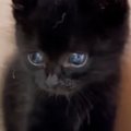 自宅の畑にいた『小さな黒猫』を保護→４年が経つと……心温まる『成長の記録…