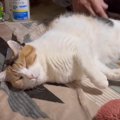 『転がりながらパパに甘える三毛猫』が癒やされすぎると話題に→「国宝…