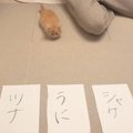 子猫に『自分の名前』を選ばせてみた結果→『向かった先』が……まさかの瞬間…