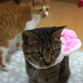 思ってたのと違う…？猫ちゃんの大きな帽子