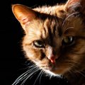 愛猫のための『停電対策』準備すべき5つのこと・もの　猛暑のときはど…