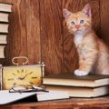 猫の『体内時計』が正確だなと感じる3つのシーン！規則正しく生活でき…