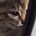 一生懸命鳴いていた子猫→だんだん眠たくなってきて…人間の赤ちゃんのよう…