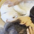 遊びに来た母→くつろぐ猫に優しく囁き始めると…思わずニヤけてしまう…