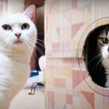 入らずにはいられない！箱の順番待ちをする猫さんたち