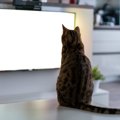 スナネコ問題を考える〜テレビにおける動物の取り上げ方と飼い主の自…