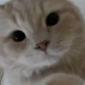 カメラ越しに『猫の名前』を呼んでみると……リアクションが可愛すぎると231…
