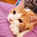 猫が飼い主の足の甲に座るのはなぜ？５つの心理