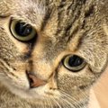 『夫から送られてきた猫の様子』を見てみたら……予想外の"表情&qu…
