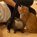 超ラブラブなカワウソと猫→パパがスライディングで割り込んだ結果…『まさ…