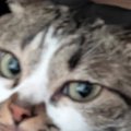 飼い主に頬擦りされた猫→次の瞬間…『予想外の行動』に思わず笑ってしまう…