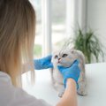 猫の『しこり』は危険？考えられる3つの病気　日頃チェックすべき体の…