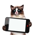 猫がデザインされたスマホケースおすすめ9選