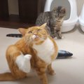 猫ちゃん達に大人気のオモチャ！大人気すぎて…