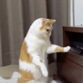 『プレステの前にいる猫』の行動を見守っていたら…衝撃的すぎる瞬間が…
