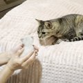 保護した子猫を『愛情深い先住猫』に預けてみた結果…翌日の光景が感動的す…