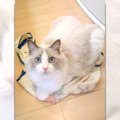 『エコバッグの中身を取り出した瞬間！？』当たり前のように座る猫が…