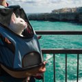 猫用『キャリーバッグ』はどう選ぶ？タイプ別の特徴と失敗しないためのポ…