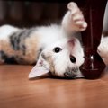 猫が前足で顔を触ってくる時の4つの気持ち