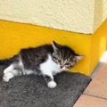 下半身を引きずっている子猫を保護→獣医に『治らないかも』と言われて…