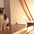 階段から落ちそうになった子猫→次の瞬間、そばにいた"先輩猫"が…