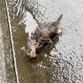 大雨の日、母親に置き去りにされた『ボロボロの子猫』を保護→出会いか…