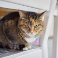 猫が『更年期』になるとどうなるの？2つの変化と対処法