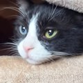 ママの膝下で眠るのが好きな猫→膝を立てたままの体勢は難しいので…試行錯…